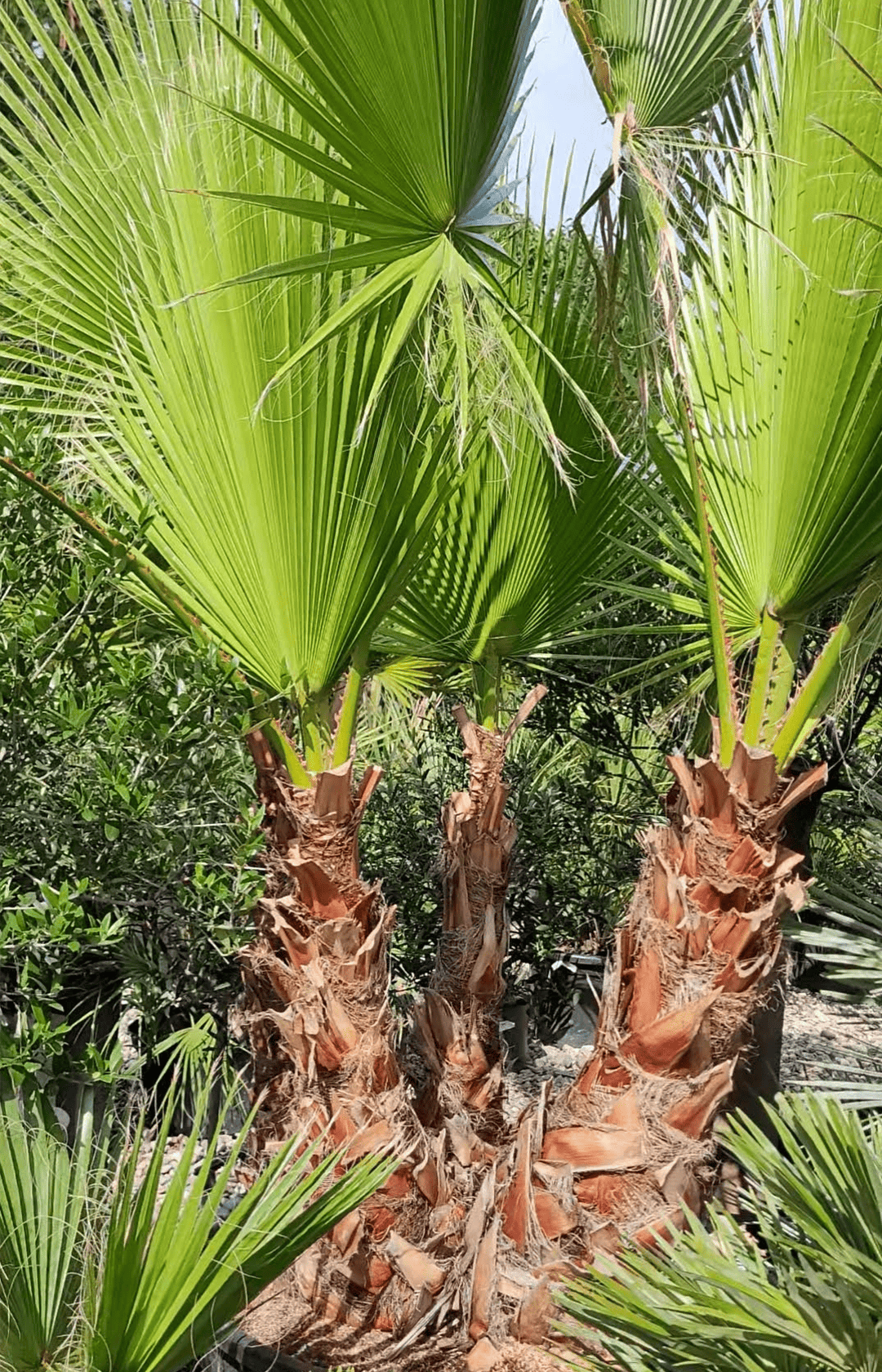 Washingtonia Robusta